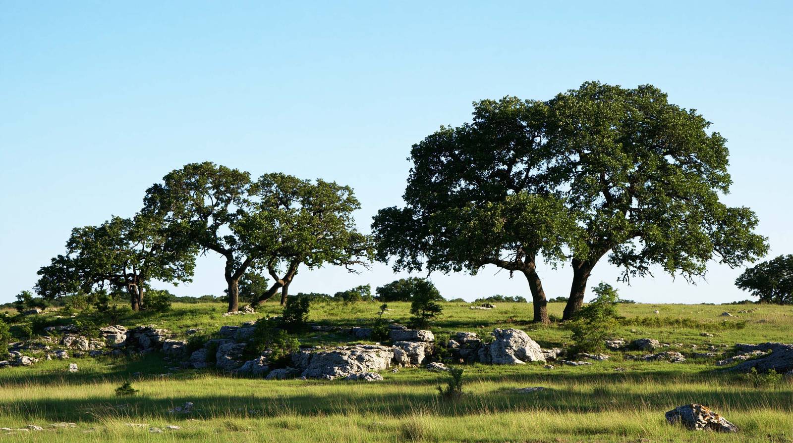 Illustrative Hill Country landscape with live oaks, limestone and grass.